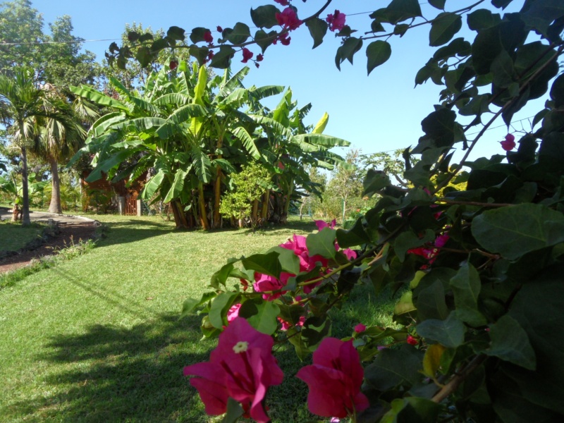 Bougainvillier Bananiers