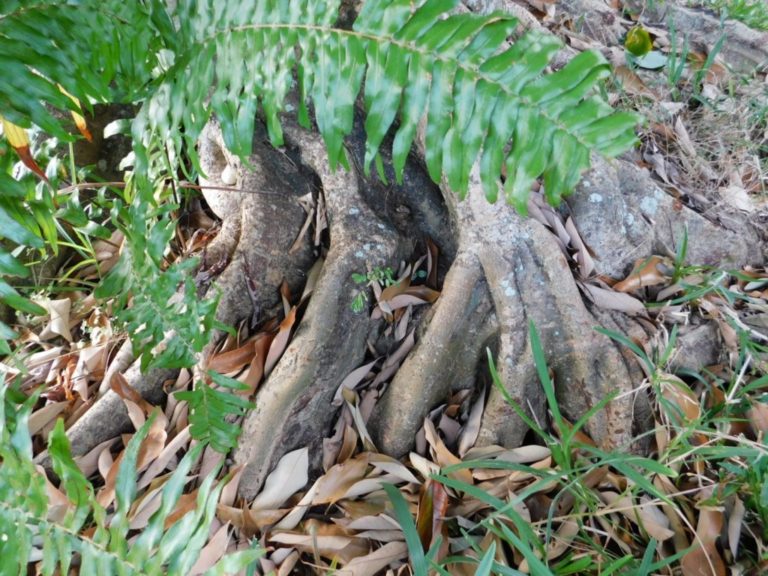 Racines tortueuses arbre fruitier : pied de letchi