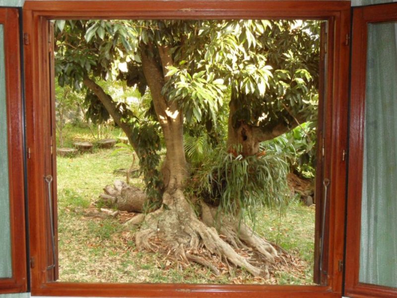vue-de-la-chambre-bungalow-T2-Papaye Beau jardin tropical arboré Pied de Letchi